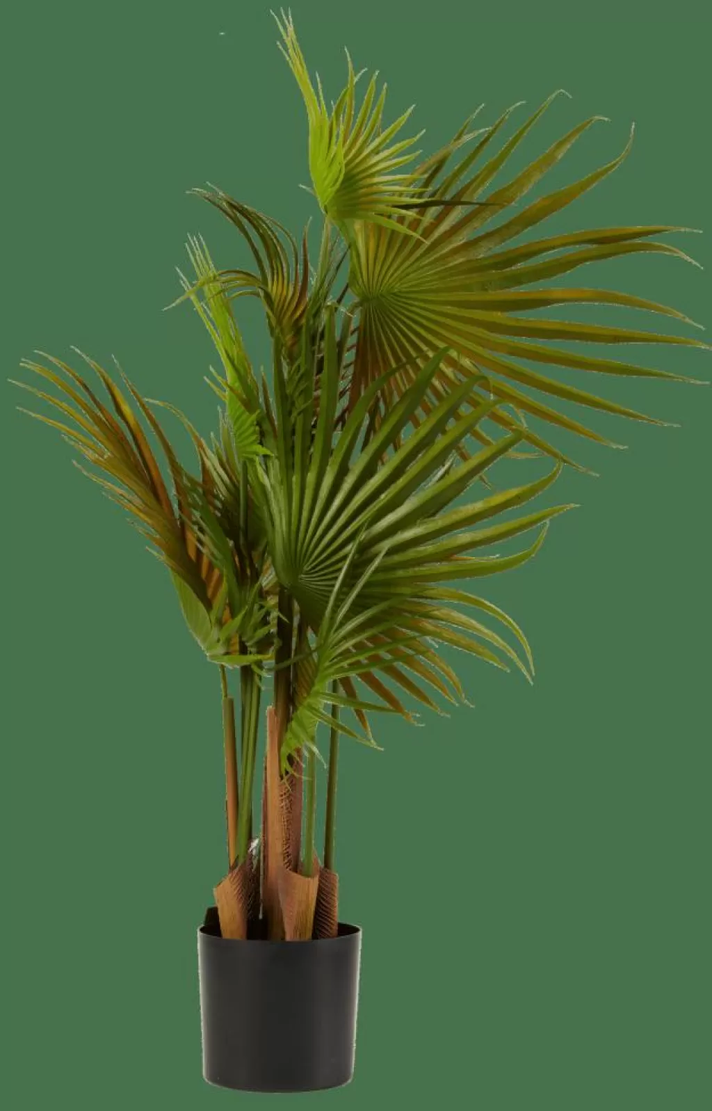 CASA ARECA Palmera Verde