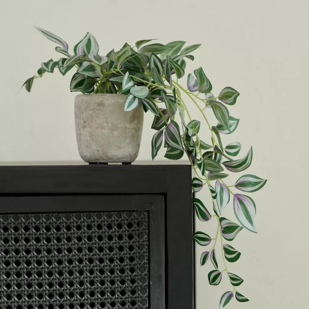 CASA CALATHEA Planta Colgante Gris, Verde, Morado