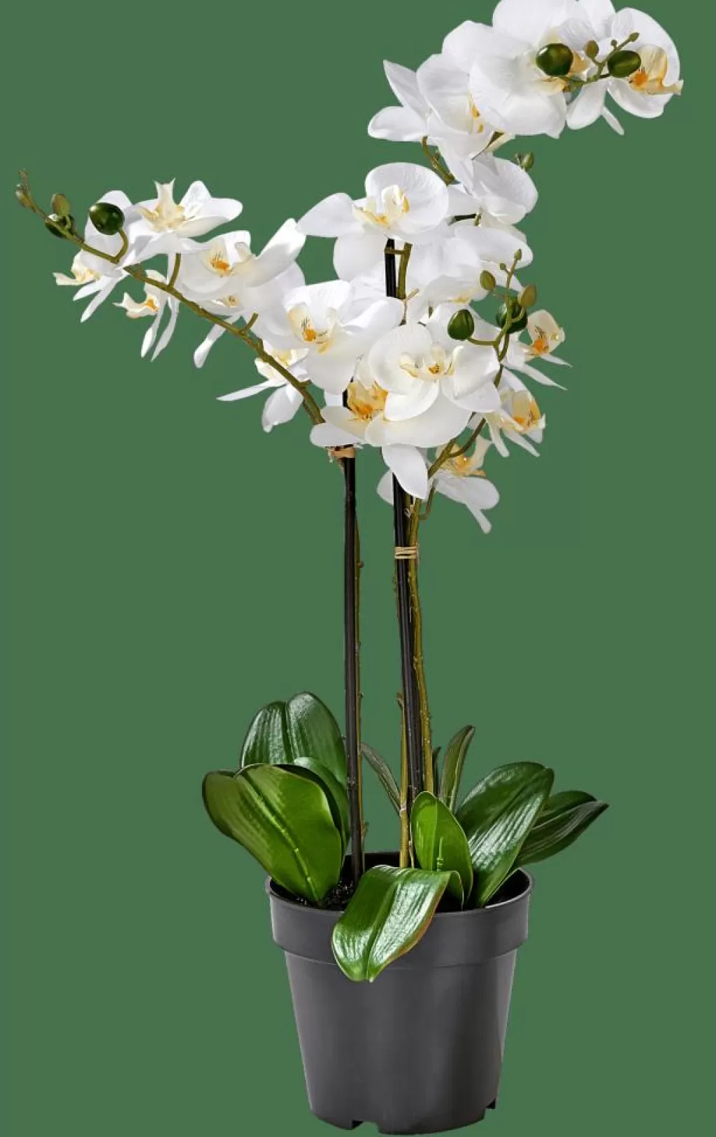 CASA ORCHID Orquídea En Maceta Blanco